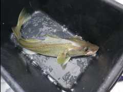 Cod Fishing31